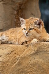Obraz premium Portrait of a sand cat (felis margarita)