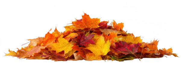 Pile of autumn leaves, png, transparent