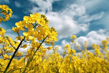 Obraz premium Close up of canola blooms against a stunning sky and clouds