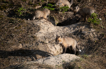 Red fox kits in the Canadian wilderness in the spring