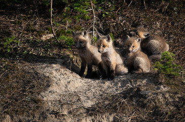 Red fox kits in the Canadian wilderness in the spring
