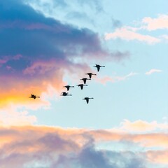 Fototapeta premium Flock of birds flying in formation against a colorful sunset sky