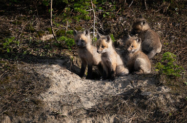 Red fox kits in the Canadian wilderness in the spring