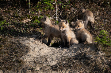 Red fox kits in the Canadian wilderness in the spring