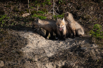Fototapeta premium Red fox kits in the Canadian wilderness in the spring