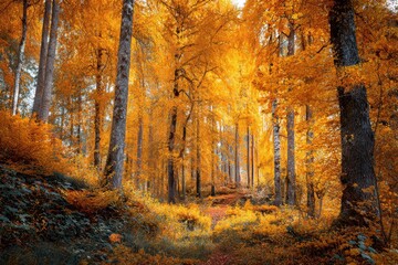Obraz premium Golden hued autumn forest in Europe