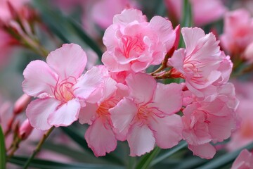 Fototapeta premium Gorgeous pink Nerium oleander floral wallpaper