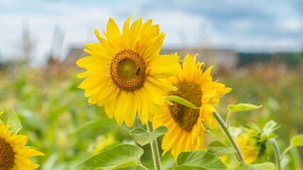 Obraz premium sunflowers skies and closeup look