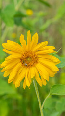 sunflowers closeup