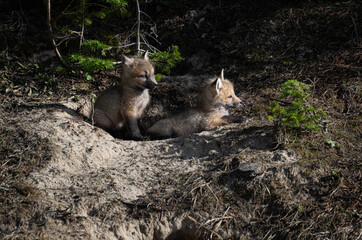 Red fox kits in the Canadian wilderness in the spring