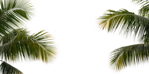 Close up of lush green palm fronds against a dark background isolated on transparent background