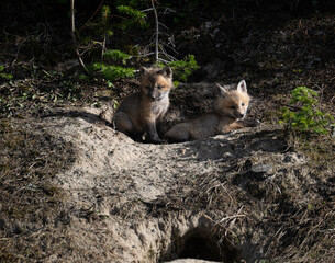 Red fox kits in the spring in Canada