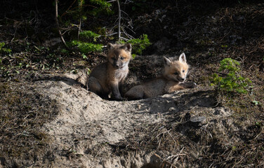 Red fox kits in the spring in Canada
