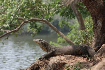 Fototapeta premium Lizard near the river