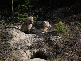 Red fox kits in the spring in Canada