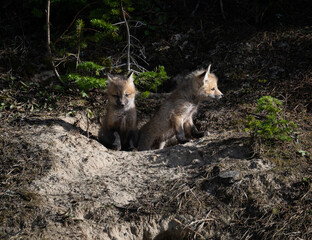 Red fox kits in the spring in Canada