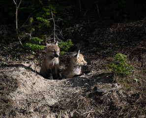 Red fox kits in the spring in Canada