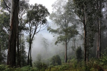 Misty eucalyptus woodland