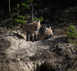 Red fox kits in the spring in Canada