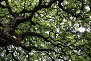 Obraz premium Oak tree branches collected from the ground