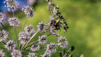 bee on a flower