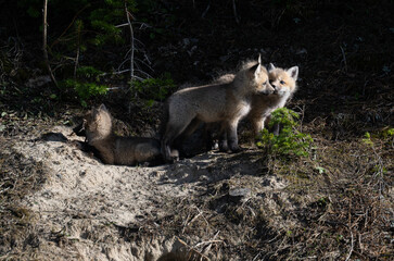Obraz premium Red fox kits in the spring in Canada