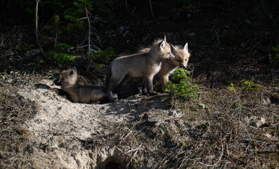 Red fox kits in the spring in Canada