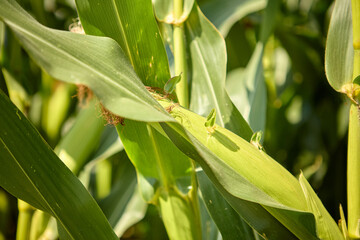 Macro view of corn plant leaves