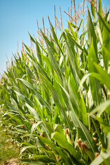 Fototapeta premium Corn tassels reaching towards blue sky