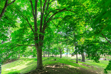 新緑が美しい公園