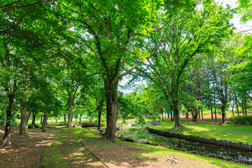 新緑が美しい公園