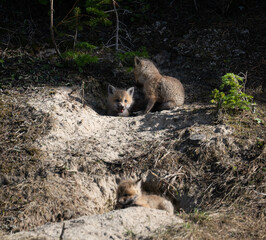 Red fox kits at their den in Canada