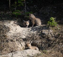 Red fox kits at their den in Canada