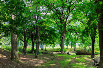 新緑が美しい公園
