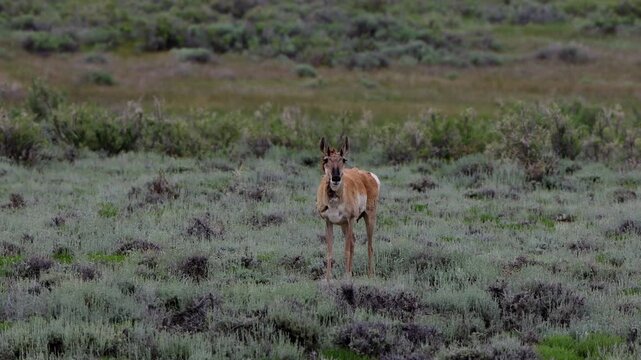 Female Pronghorn on a blustery day on the prairie at Arapaho National Wildlife Refuge in Colorado