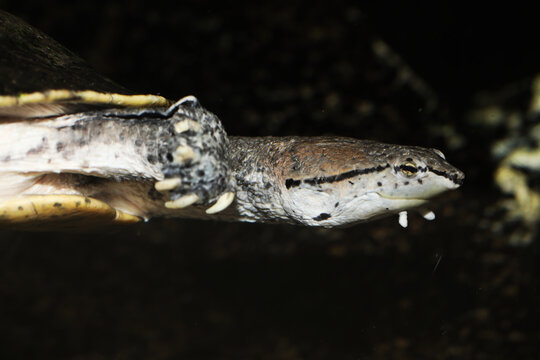 Hilaire's Side-necked Turtle (Phrynops hilarii)