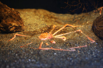 Alcock's Long-legged Crab (Platymaia alcocki)