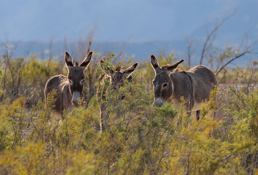 Wild Donkeys Nevada Desert  and Yellow Wild Flowers  