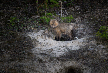 Red fox kits at their den in Canada