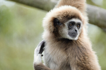 lar gibbon white-handed gibbon, an endangered primate in the gibbon family