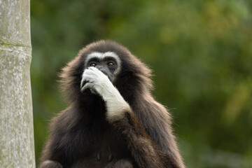 lar gibbon white-handed gibbon, an endangered primate in the gibbon family