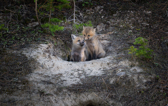 Red fox kits at their den in Canada