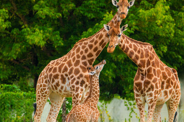 family of Giraffe Giraffa camelopardalis,with a baby. sticking out blue tongue