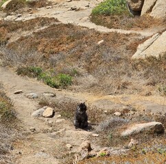 Fototapeta premium a wild cat
