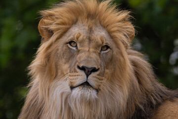 expression is calm and majestic, showing off fine details of its fur features.