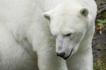 Polar bear with thick white fur walking through natural habitat