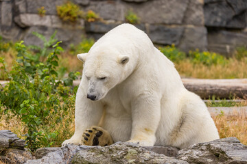 Fototapeta premium Polar bear sitting on rocky terrain, surrounded by greenery