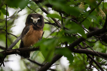 Saw whet owl young in Alberta, Canada