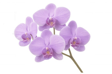 Purple orchid flowers blooming on a transparent background, perfect for design projects related to nature, beauty, and elegance