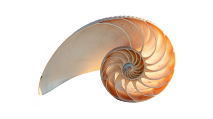 Cross section of a nautilus shell showing its intricate spiral chambers isolated on transparent background